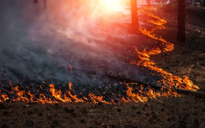 [Whitepaper] Fire drill: Are you ready for wildfire claims season?